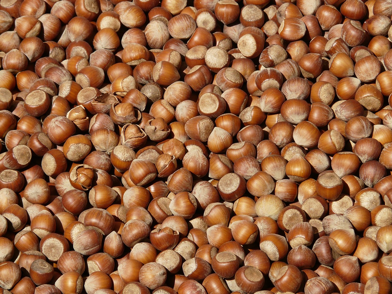 hazelnuts-73939_1280