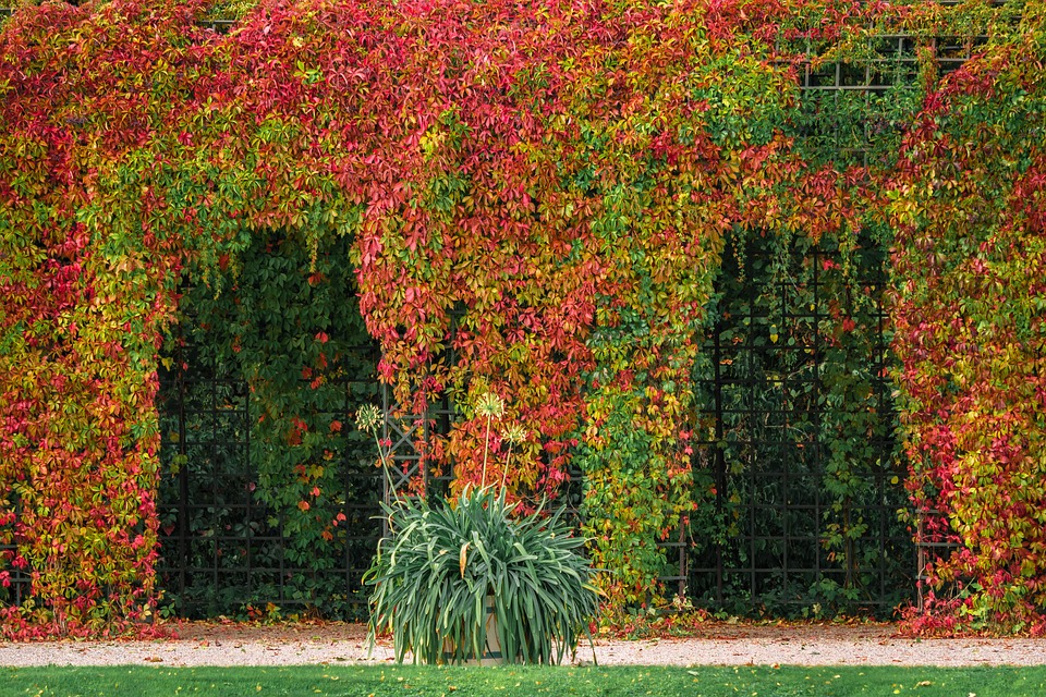 pergola1